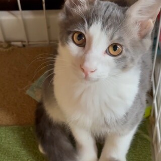 イケメンのスープくん