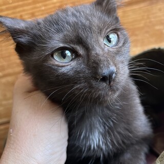 里親決定。おだんごちゃん