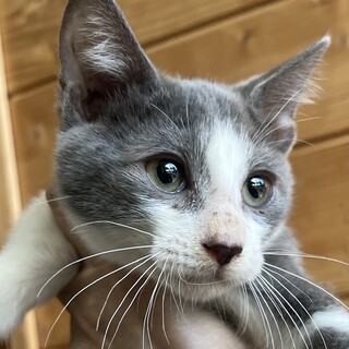 里親決定。ポニーテールちゃん