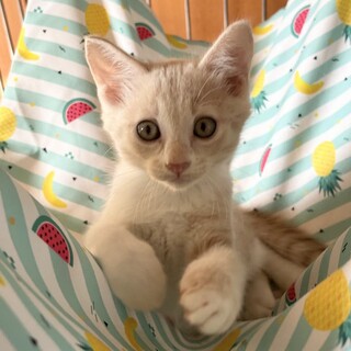 【10/5東銀座】ひつじちゃん★２ヵ月半♪