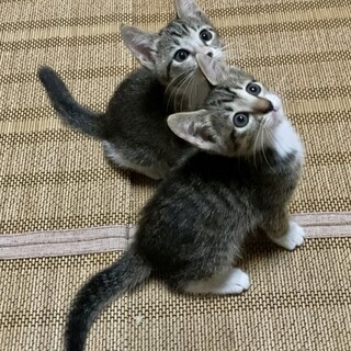 ★キジ白姉妹★