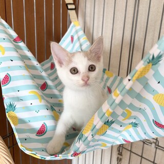 【10/5東銀座】ミルキーちゃん★２ヵ月半♪