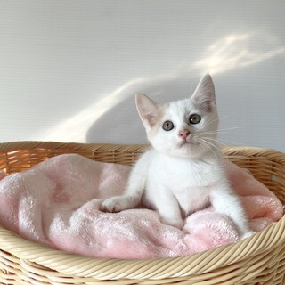 【10/5東銀座】ホイップちゃん★２ヵ月半♪