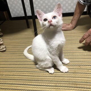 オッドアイ　女の子