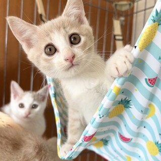 【10/5東銀座】カスタードくん★２ヵ月半♪