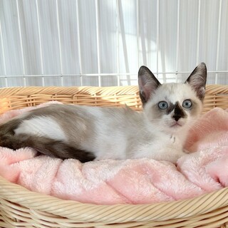 【9/21東銀座】ピーチちゃん★２ヵ月半♪