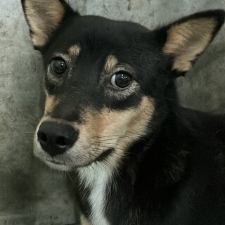 黒柴風　可愛いポッキーちゃんに家族を！