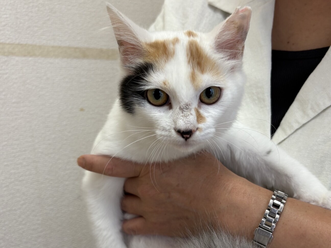 美人さん♡三毛猫 いちこちゃん」千葉県 - 猫の里親募集(525869
