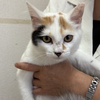トライアル決定！美人さん♡三毛猫　いちこちゃん