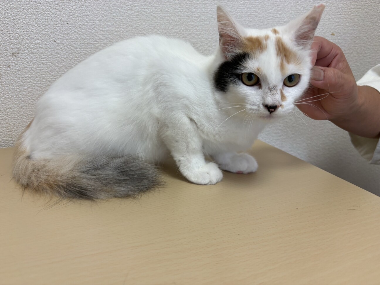 美人さん♡三毛猫 いちこちゃん」千葉県 - 猫の里親募集(525869
