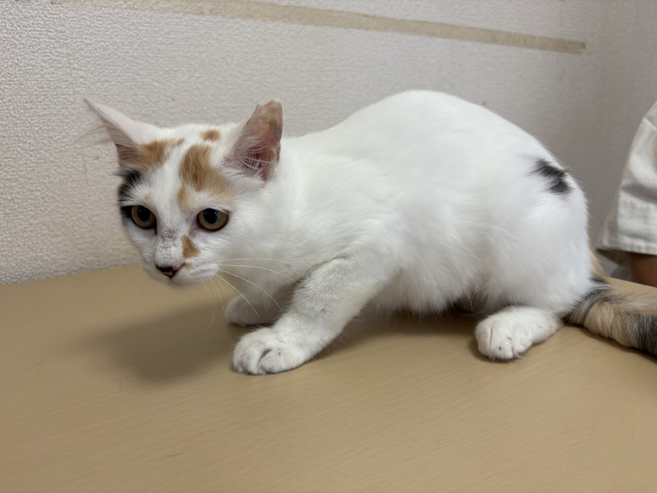 三毛猫様♡ありがとうございます♡ 美人さん♡三毛猫 いちこちゃん」千葉県 - 猫の里親募集(525869