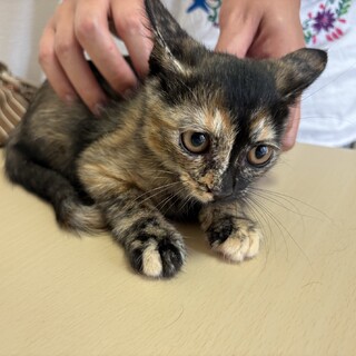 トライアル決定！かわいい猫一家♡サビ猫　サチちゃん