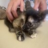 トライアル決定！かわいい猫一家♡サビ猫　サチちゃん サムネイル3