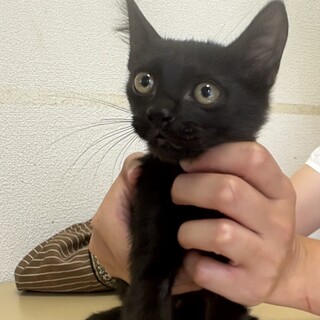 トライアル決定！かわいい猫一家♡ クロ猫　ロク君