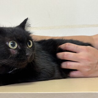 トライアル決定！かわいい猫一家♡ 黒猫　カコちゃん