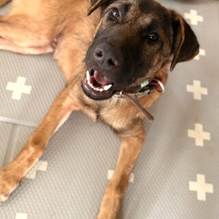 シェパードの子犬！？物覚えが非常に良い大型犬子犬