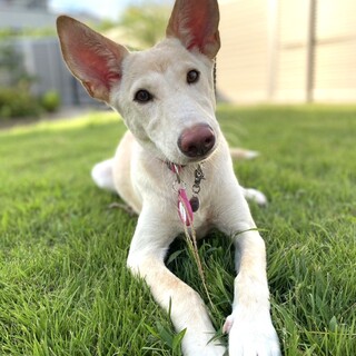 ファラオハウンドのような美犬♥お耳の大きな女の子