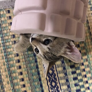 子猫(男の子)の里親募集中