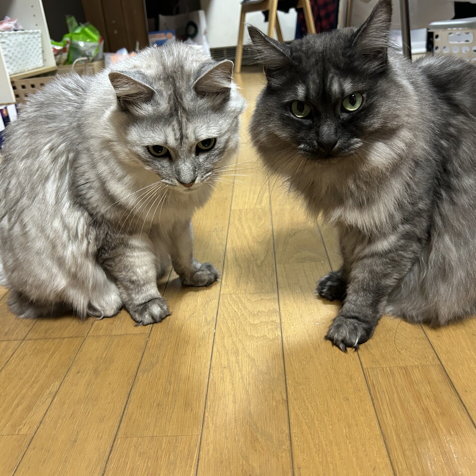 リカのカバー写真