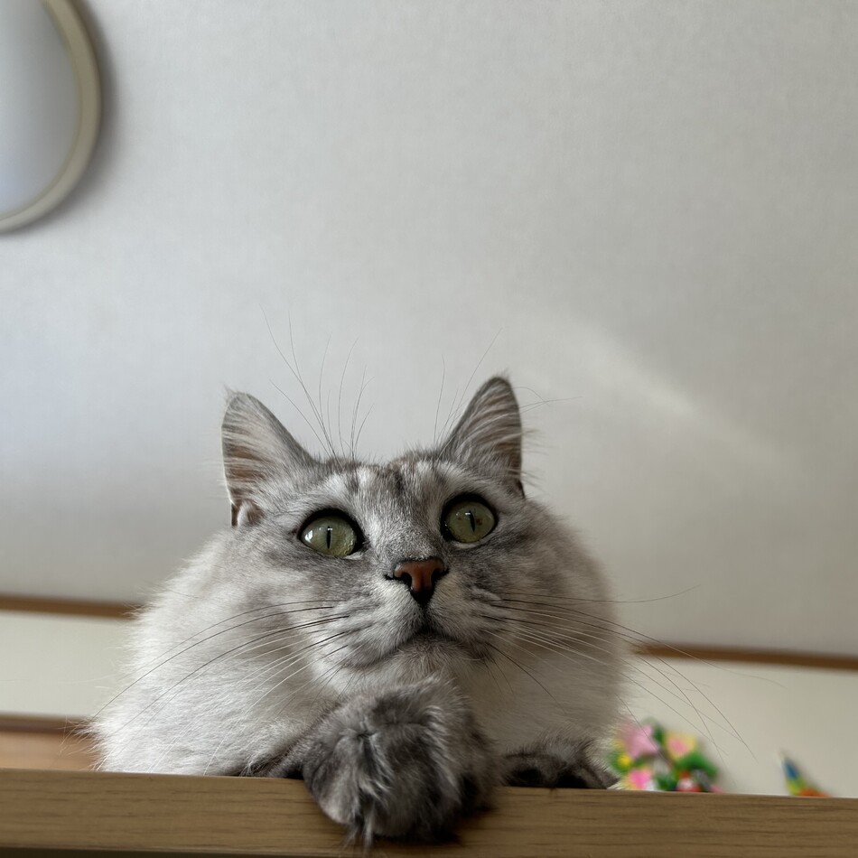 ミカのカバー写真
