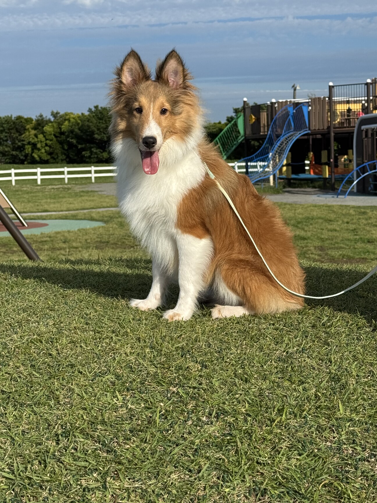 里親決まりました。」神奈川県 - 犬の里親募集(525876) 1枚目の画像 