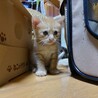 生まれて1ヶ月の元気な子猫です！ サムネイル2
