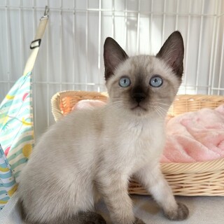 【9/21東銀座】パインくん★２ヵ月半♪