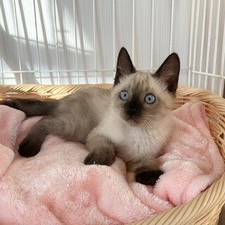 【9/21東銀座】ライチくん★２ヵ月半♪