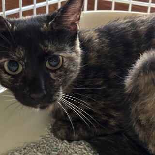 緊急募集‼️ 厳しい冬がやってくる漁港にリリース