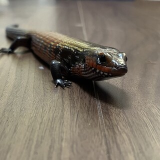 フェルナンデススキンク2匹