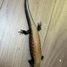 フェルナンデススキンク2匹 サムネイル2