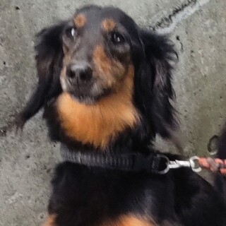 ミニチュアダックスフンド（オス）里親募集