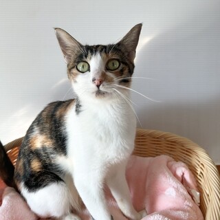 【10/19東銀座】ミーちゃん★２歳♪