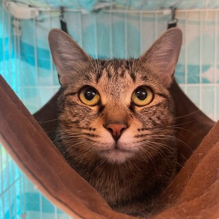 暴れん坊から甘えん坊に！キュートなプリシラちゃん