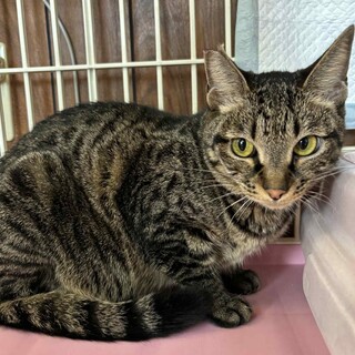 キジトラのキャンちゃん　里親様募集！