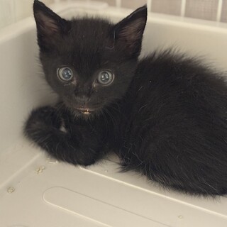 急死に一生　強運の持ち主コムタくん❤️