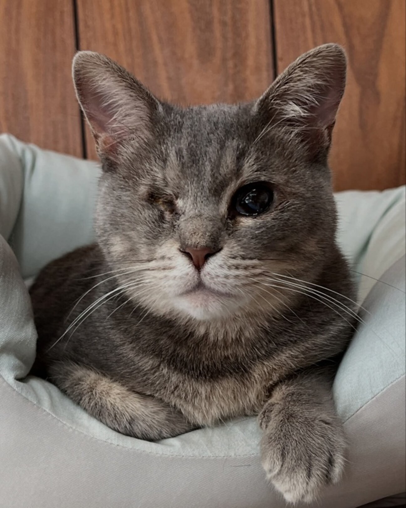 グレー猫 さよりちゃん 」愛知県 - 猫の里親募集(506757) :: ペット