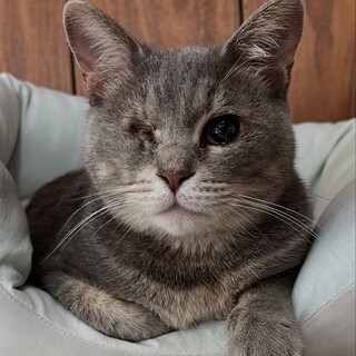 グレー猫 さよりちゃん 」愛知県 - 猫の里親募集(506757) :: ペット