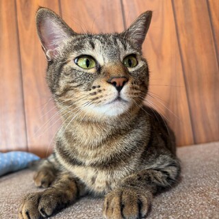 キジトラ　ウニちゃん　里親様募集中☆彡