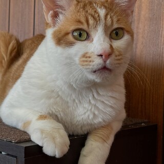 茶白　カンパチ君　里親募集中☆彡