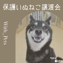 保護いぬ譲渡会