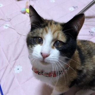 三毛猫の女の子　大人しく人慣れ抜群　里親募集中