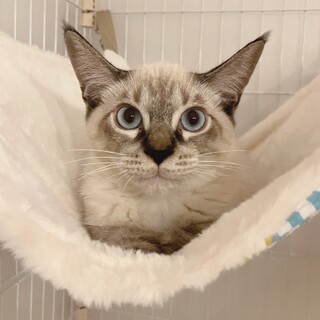 スカイくん(2匹一緒に)