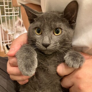 グレイくん(2匹一緒に)