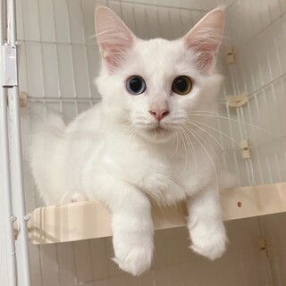 パールちゃん(2匹一緒に)