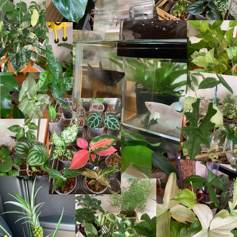 くぅのカバー写真