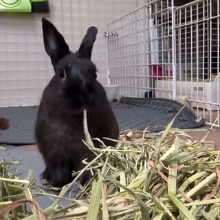 おっとりうさぎ【チョコタくん】