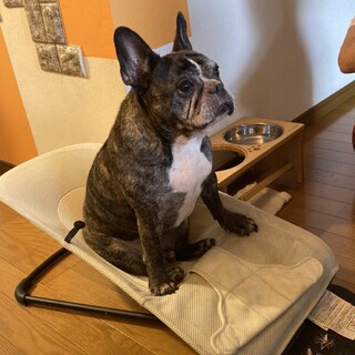 3匹一緒に引き受けてくださる方！