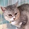シャムMIX風・おとなしくて甘えん坊ミライちゃん サムネイル6