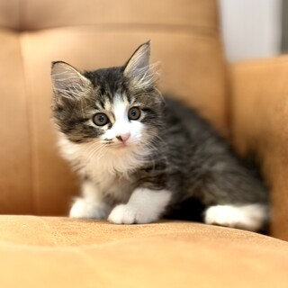 推定2025年7月生まれ キジ白♀ちゃがまちゃん♡